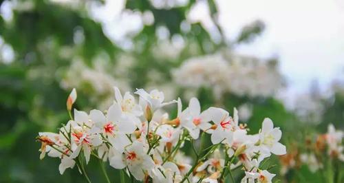 情窦初开——油桐花的花语（传递初恋的浪漫与美好）