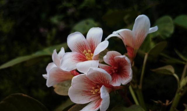 情窦初开——油桐花的花语（传递初恋的浪漫与美好）