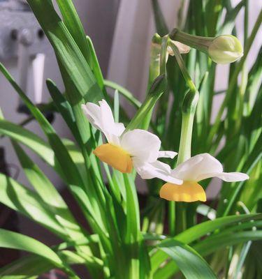 水仙花的花语和寓意（探索花卉背后的意义，了解水仙花的内涵）