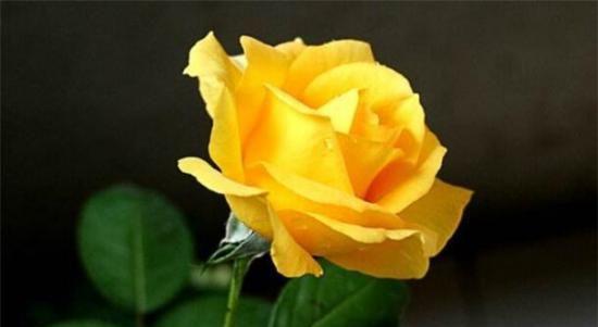 黄玫瑰花语——黄玫瑰的寓意和象征意义（传递阳光、爱和友谊的花语）