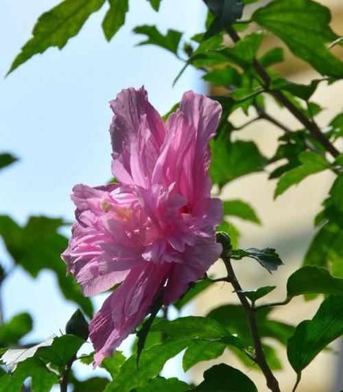 木槿花的花语和象征（探寻木槿花所传达的意义与价值）