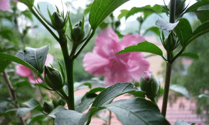 木槿花的花语和象征（探寻木槿花所传达的意义与价值）