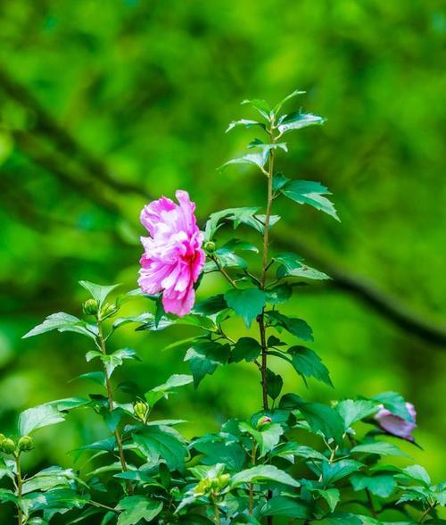 木槿花的花语和象征（探寻木槿花所传达的意义与价值）