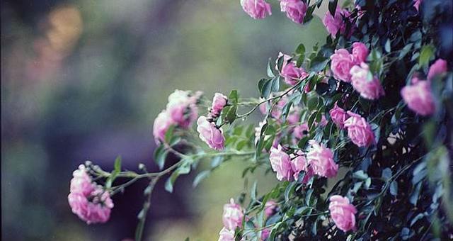 蔷薇花语之美——解读玫瑰花的含义（探秘蔷薇花语的秘密，感受玫瑰之美）
