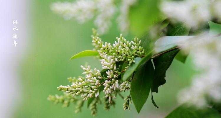 女贞花花语解析（探究女贞花的神秘面纱及其花语）