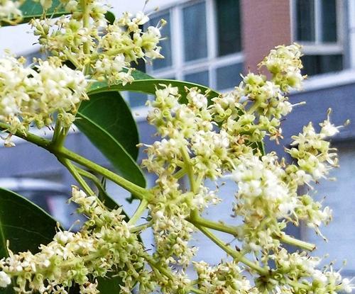 女贞花花语解析（探究女贞花的神秘面纱及其花语）