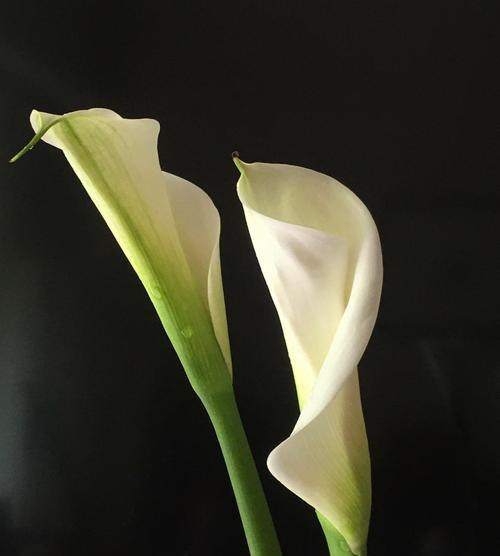 马蹄莲的花语与意义（揭示马蹄莲的神秘面纱）