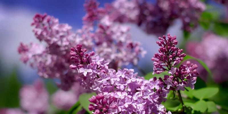 紫丁香的花语及其寓意（揭秘紫丁香花的传说与象征）