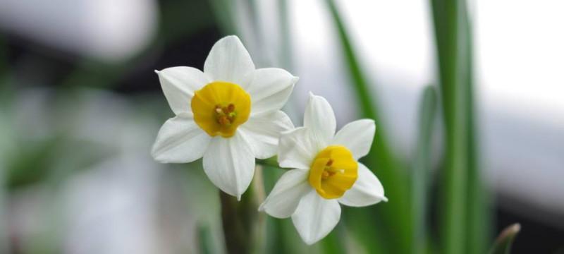 水仙花的花语（揭秘水仙花的神秘花语，让你更懂这朵优美的花）