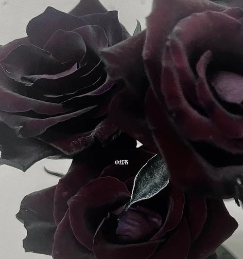黑色玫瑰的花语与文化意义（探寻黑色玫瑰的世界，解读它的深意）