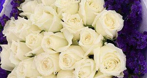 白玫瑰的花语与象征（纯洁、爱情、敬意）