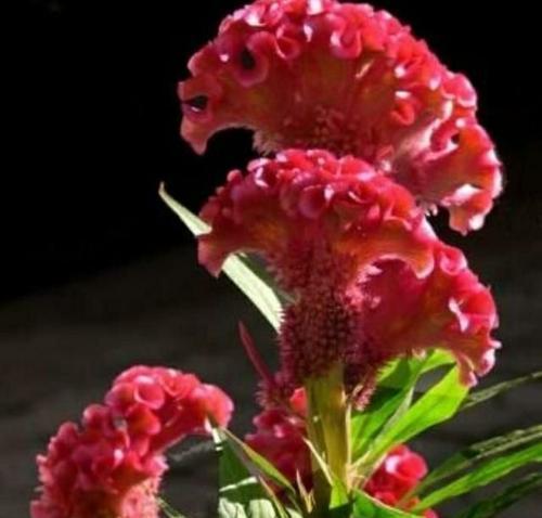 鸡冠花的花语寓意——热情与勇气（探究鸡冠花的花语意义，认识它所代表的含义）