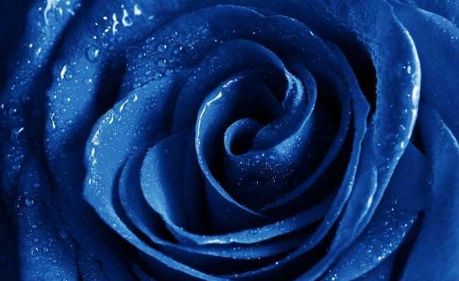蓝玫瑰花语与寓意（探究蓝玫瑰的神秘）
