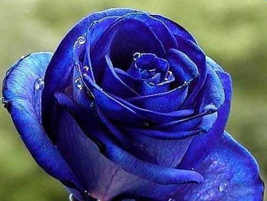 蓝玫瑰花语与寓意（探究蓝玫瑰的神秘）