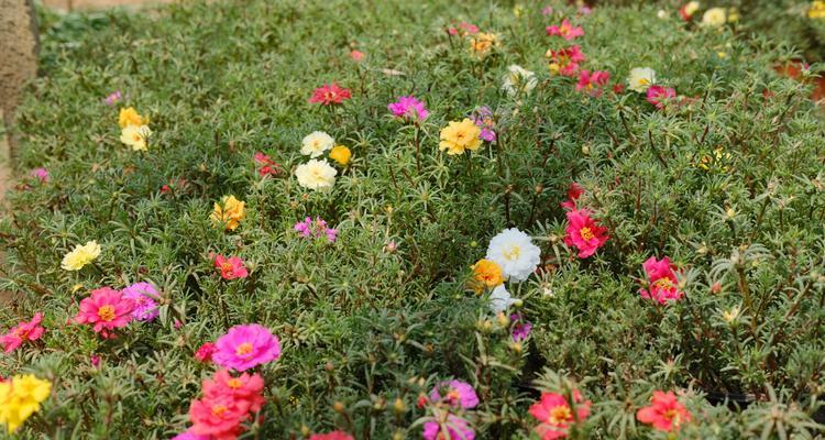 太阳花冬季养护方法（保护太阳花不被冬季寒冷侵袭）