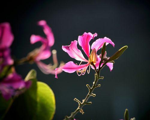 追寻紫荆花的开放时刻（探秘紫荆花的开花规律与花期特点）