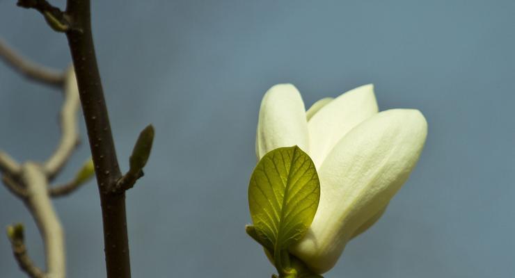 玉兰花的开花结果及特点（了解玉兰花的开花季节与生长习性）