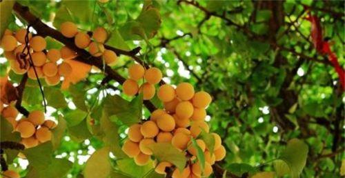 探秘银杏雄花的营养与食用方法
