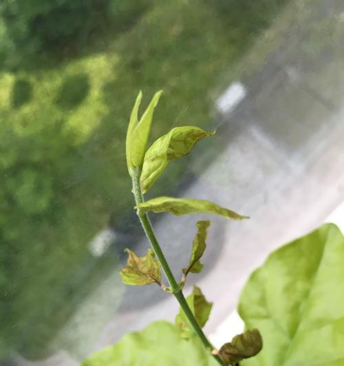 梅花叶子发黄枯萎原因及解决方法（梅花叶子发黄枯萎是怎么回事？如何防治？）