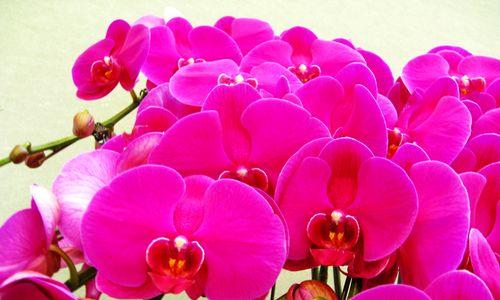 赏花兰——美不胜收的兰花品种（探秘兰花世界，了解八大好看兰花品种）