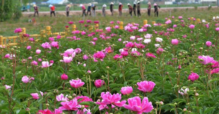 芍药种植全攻略（打造美丽芍药园，从这里开始！）