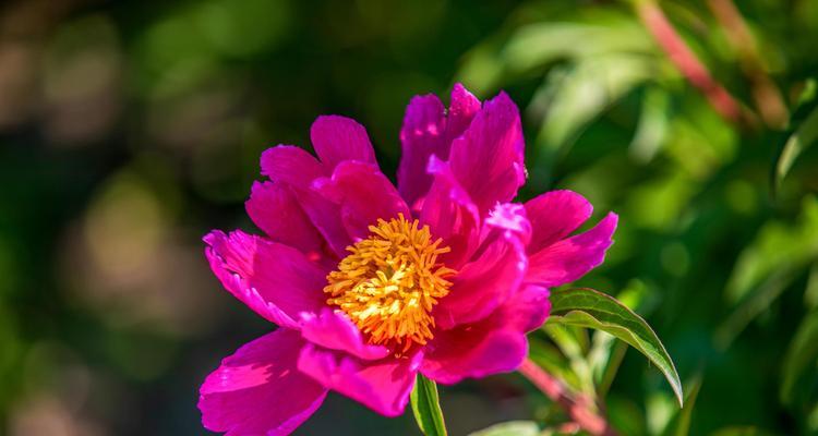 芍药种植全攻略（打造美丽芍药园，从这里开始！）