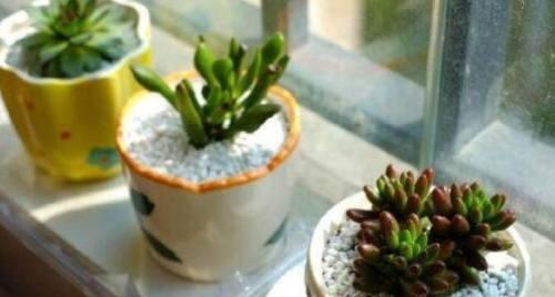 室内植物养殖秘籍（轻松养殖容易过冬的室内植物，让你的家更加温馨）