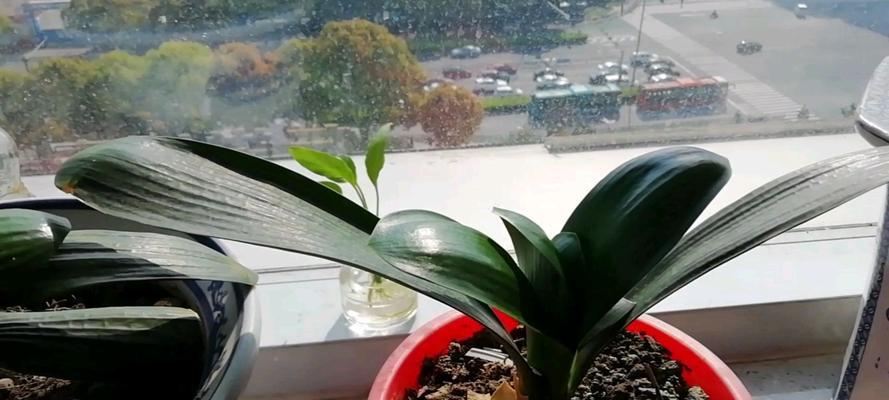 室内植物养殖秘籍（轻松养殖容易过冬的室内植物，让你的家更加温馨）