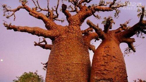 世界之树——神话中的至尊巨木（探秘世界之树的神秘面纱，品味古老神话的奥妙）