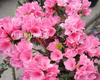 腊皮杜鹃——高山灌木中的珍稀品种（探索腊皮杜鹃的生态特征与保护之路）