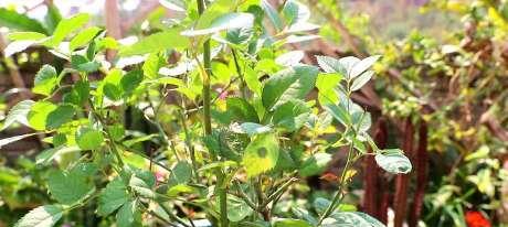 止住月季伤流，让花儿更美丽（细节重要，从日常养护做起）