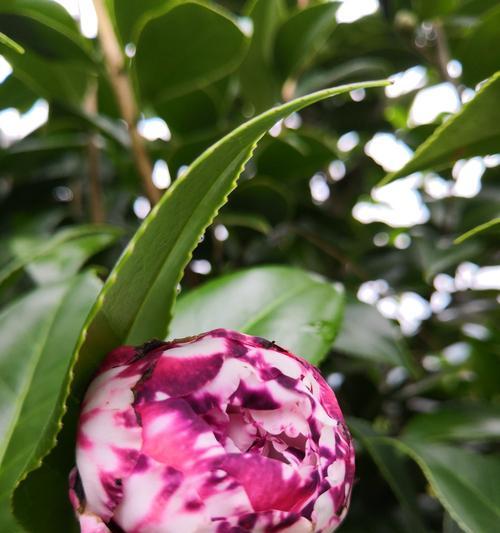 茶花从打骨朵到开花需要多长时间？（茶花生长过程详解，茶花的开花时间）