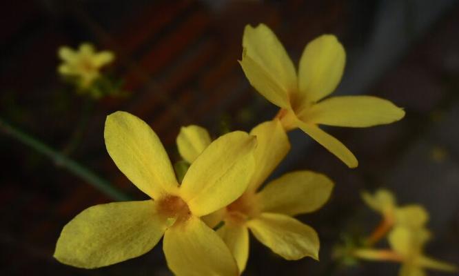 迎春花叶子发黄，可能出现这些问题（解析迎春花叶子发黄的原因及应对方法）