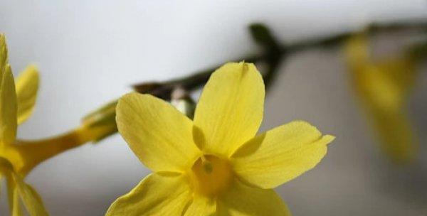 迎春花叶子发黄，可能出现这些问题（解析迎春花叶子发黄的原因及应对方法）