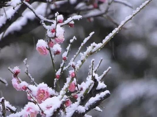 冬日花开缤纷绽放（缀满白雪的寒冬里，这些花儿最亮眼！）