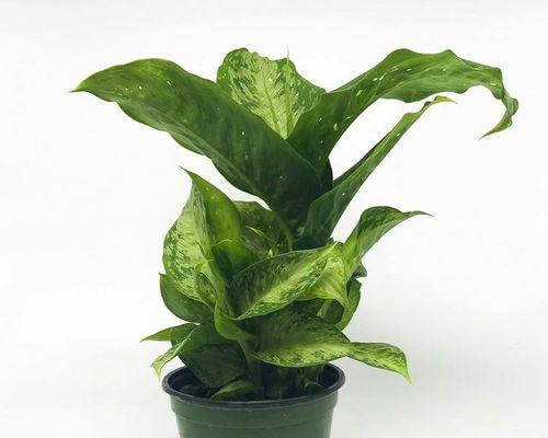 从萌新到高手,全面掌握广东万年青养护技巧(小白党必看,培养您的绿植养护技能,让您的万年青常青不衰) 从萌新到高手,全面掌握广东万年青养护技巧(小白党必看,培养您的绿植养护技能,让您的万年青常青不衰)