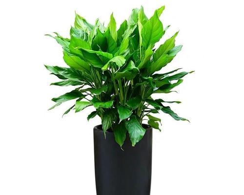 从萌新到高手,全面掌握广东万年青养护技巧(小白党必看,培养您的绿植养护技能,让您的万年青常青不衰) 从萌新到高手,全面掌握广东万年青养护技巧(小白党必看,培养您的绿植养护技能,让您的万年青常青不衰)