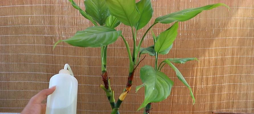 从萌新到高手,全面掌握广东万年青养护技巧(小白党必看,培养您的绿植养护技能,让您的万年青常青不衰) 从萌新到高手,全面掌握广东万年青养护技巧(小白党必看,培养您的绿植养护技能,让您的万年青常青不衰)