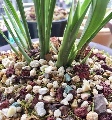 兰苗上盆前为何要晒根(探究兰苗生长的秘密) 兰苗上盆前为何要晒根(探究兰苗生长的秘密)