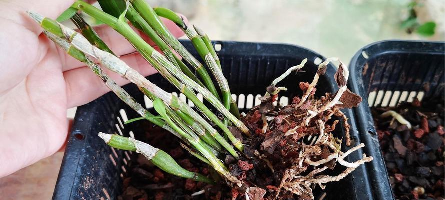 兰苗上盆前为何要晒根(探究兰苗生长的秘密) 兰苗上盆前为何要晒根(探究兰苗生长的秘密)