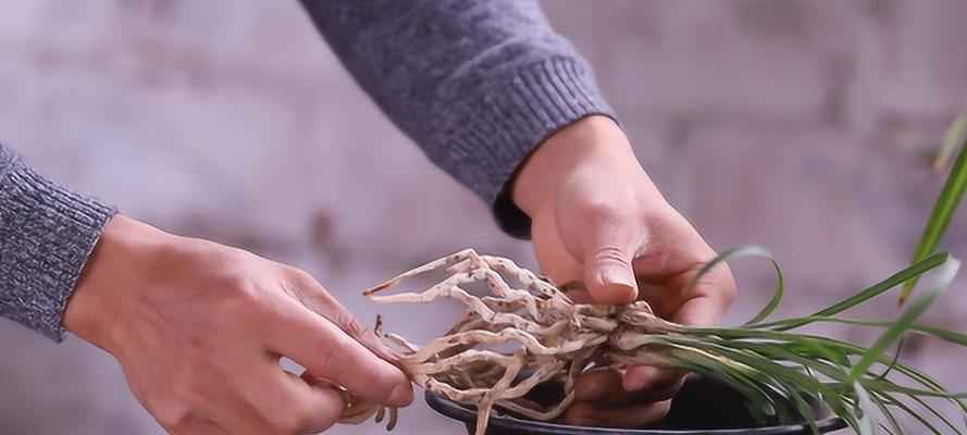 兰苗上盆前为何要晒根(探究兰苗生长的秘密) 兰苗上盆前为何要晒根(探究兰苗生长的秘密)