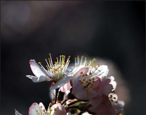 盛开在春日的樱花（走进樱花的世界，畅想樱花美景）