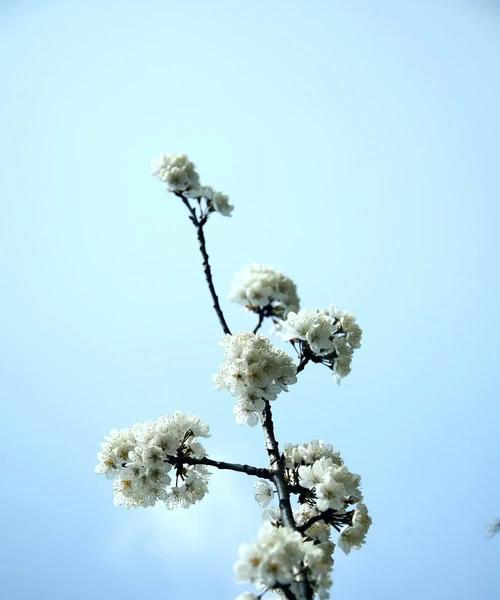 盛开在春日的樱花（走进樱花的世界，畅想樱花美景）