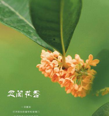 桂花香，芳溢四时（盛放的桂花枝头，散发出浓郁香气，为秋季增添一道美丽风景）