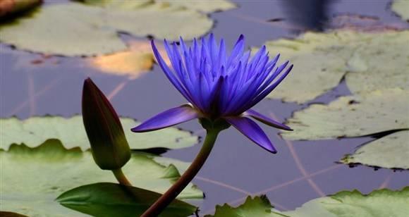 打造一盆美丽的蓝莲花——如何正确水养蓝莲花（从选盆到浇水，全方位指导你打造健康蓝莲花）