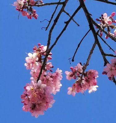 冬季赏樱，趁早观赏准没错！（冬樱花开放时间表及赏花攻略）