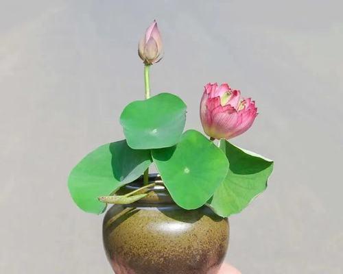 水培碗莲的种植与养护技巧（探秘碗莲的清新魅力，打造优美水景园林）