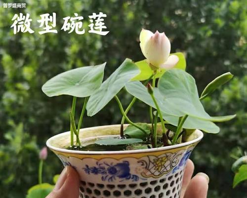 水培碗莲的种植与养护技巧（探秘碗莲的清新魅力，打造优美水景园林）