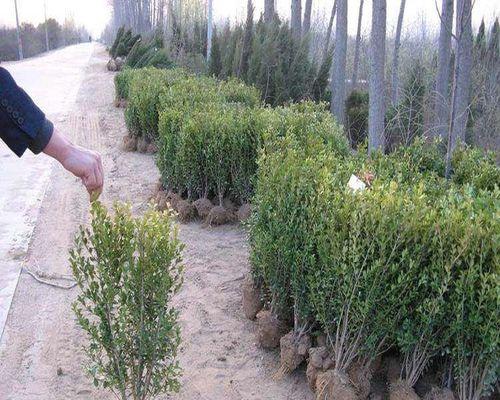小叶黄杨树种植方法（打造美丽园林景观，从这里开始！）