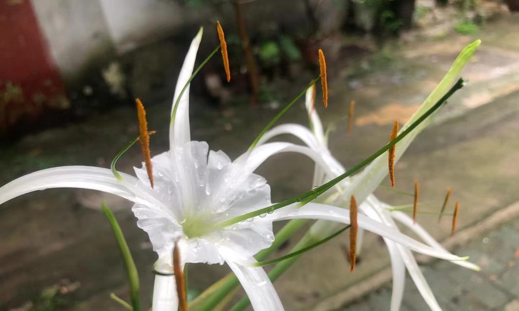 探寻石蒜科花卉的奇妙世界（从百合到鳞茎，石蒜科花卉的多彩绽放）